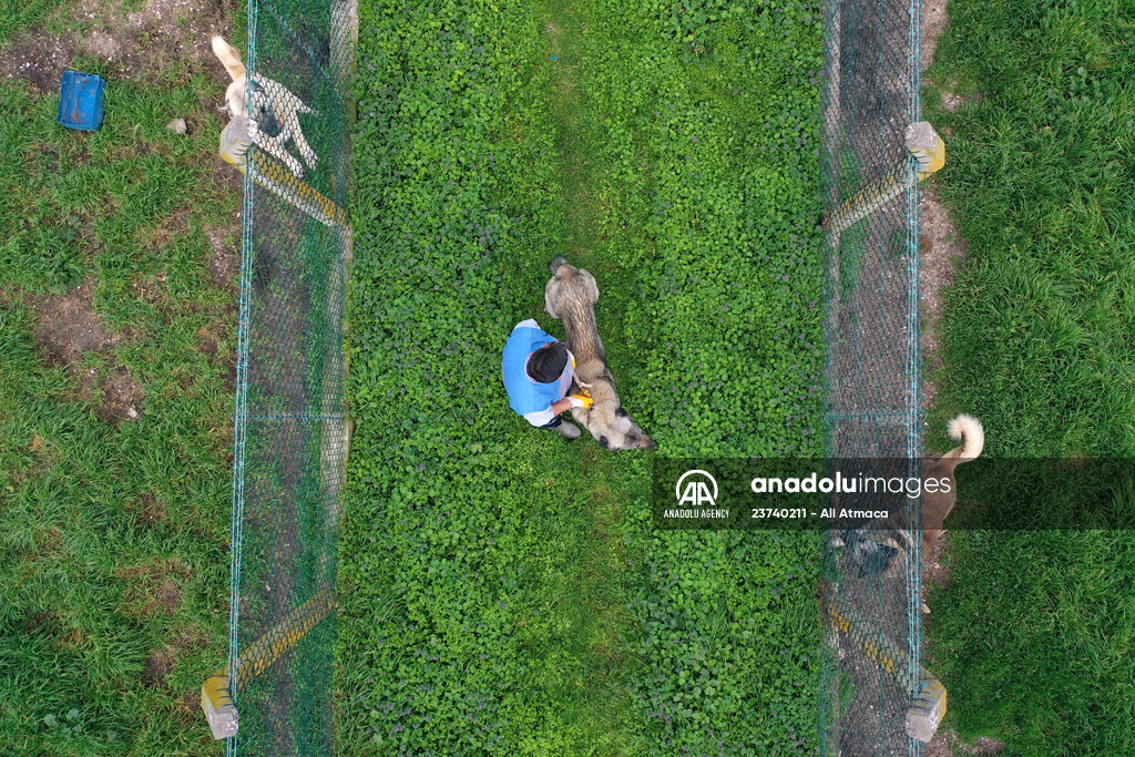 Queue for adoption of Kangal Shepherd and Akbash dogs in Turkey