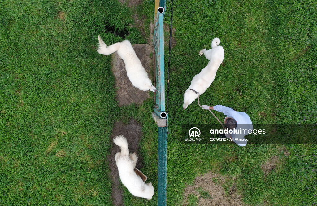 Queue for adoption of Kangal Shepherd and Akbash dogs in Turkey