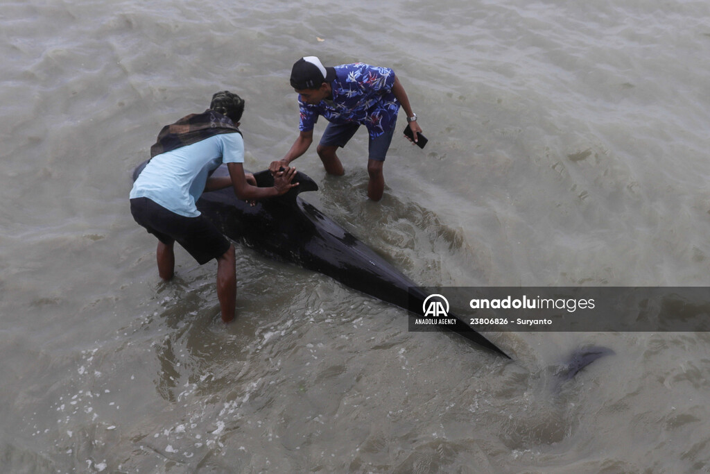 Pilot whales stranded on Indonesia's Madura island