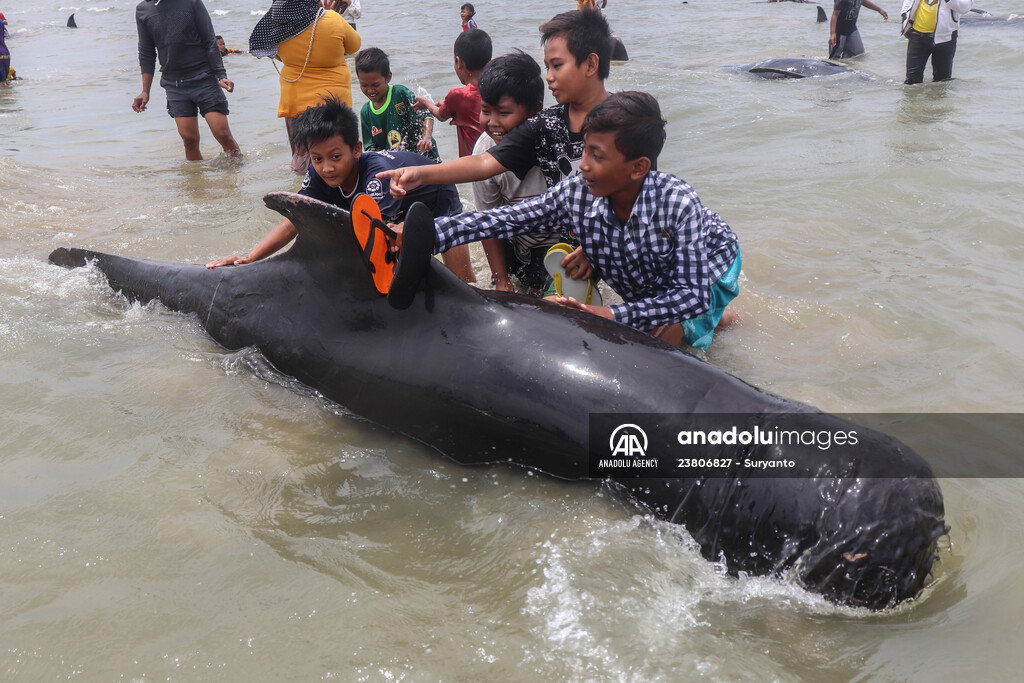 Pilot whales stranded on Indonesia's Madura island