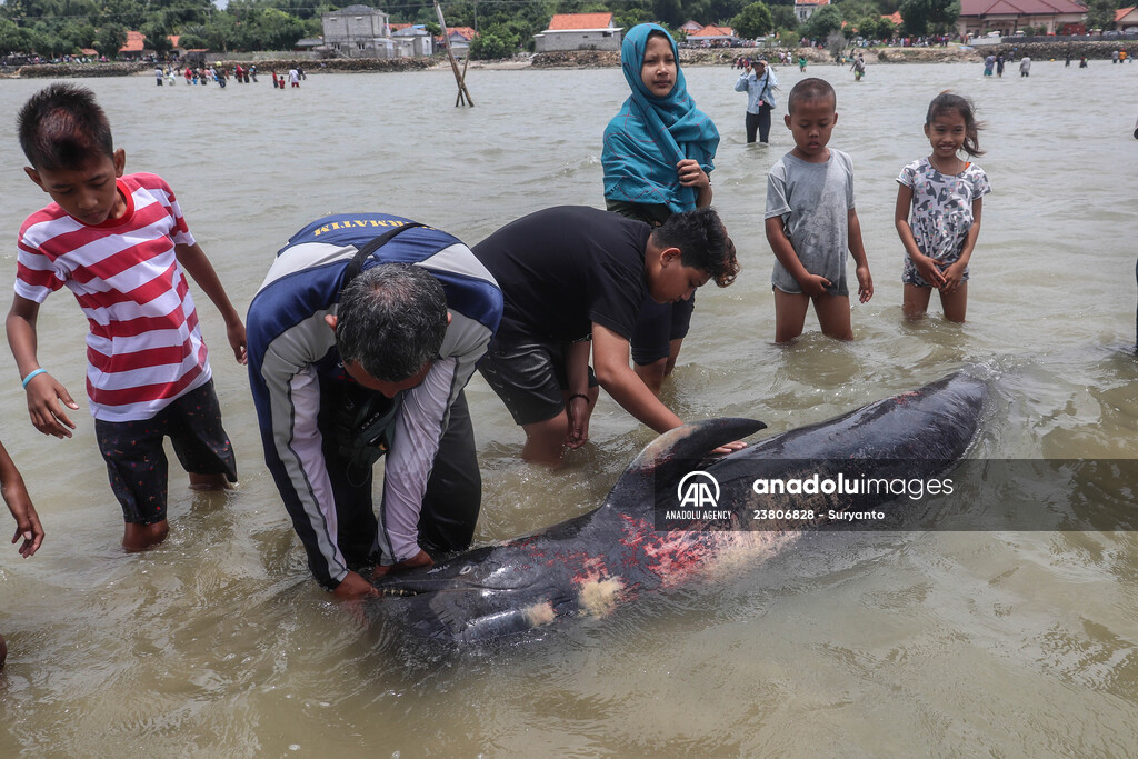 Pilot whales stranded on Indonesia's Madura island