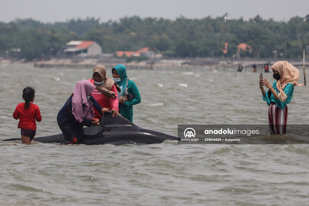 Pilot whales stranded on Indonesia's Madura island