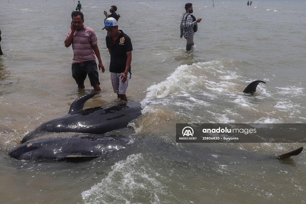 Pilot whales stranded on Indonesia's Madura island