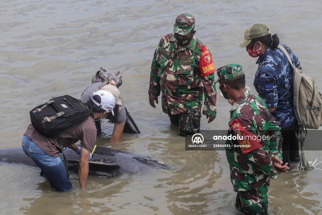 Pilot whales stranded on Indonesia's Madura island