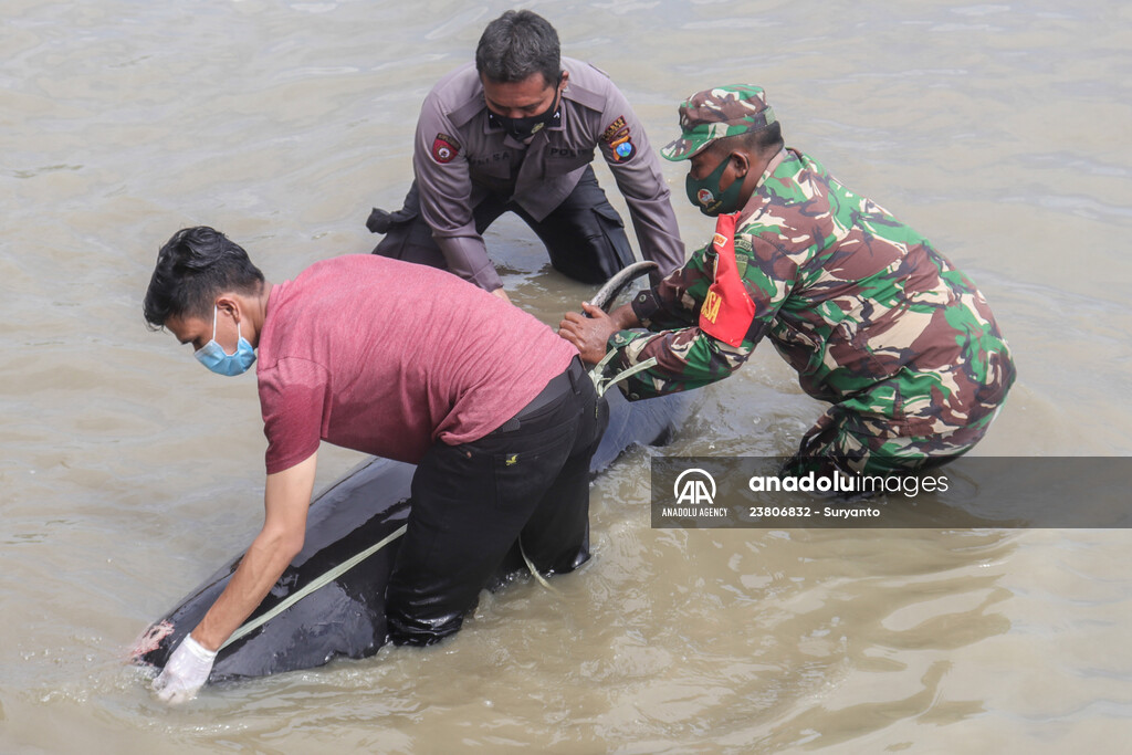 Pilot whales stranded on Indonesia's Madura island
