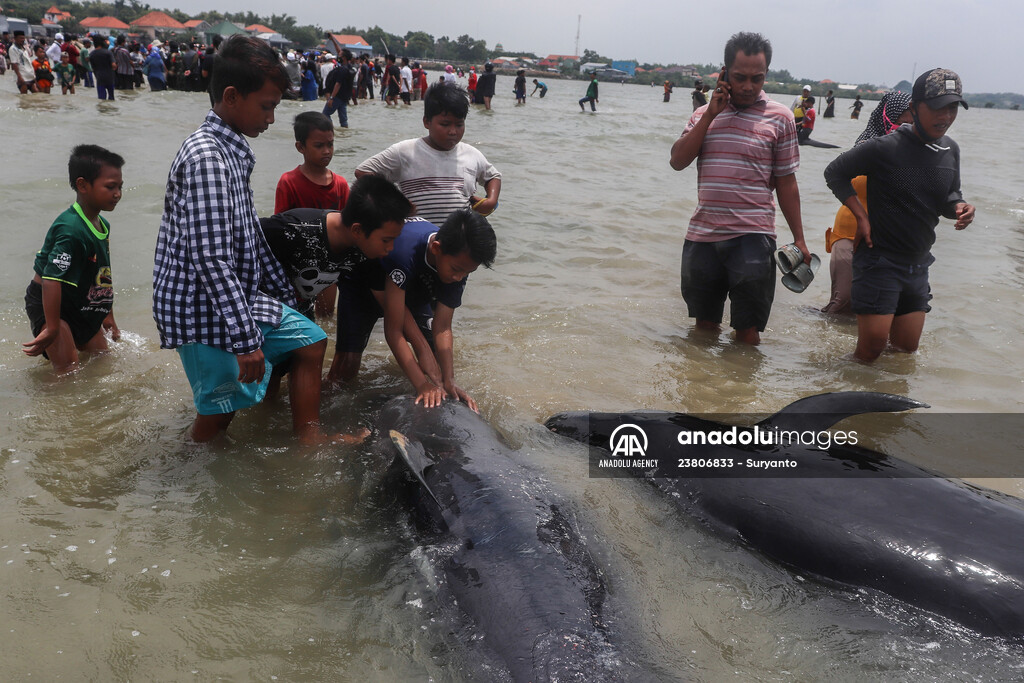 Pilot whales stranded on Indonesia's Madura island