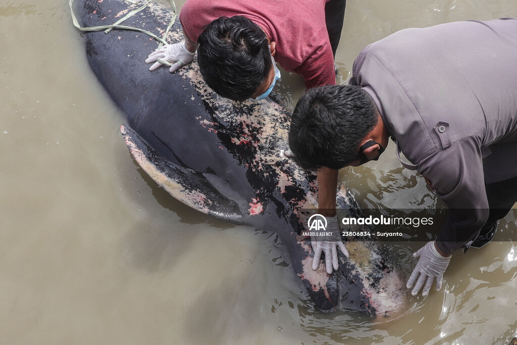 Pilot whales stranded on Indonesia's Madura island