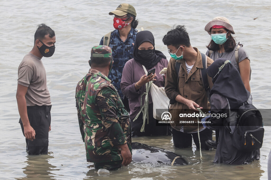 Pilot whales stranded on Indonesia's Madura island