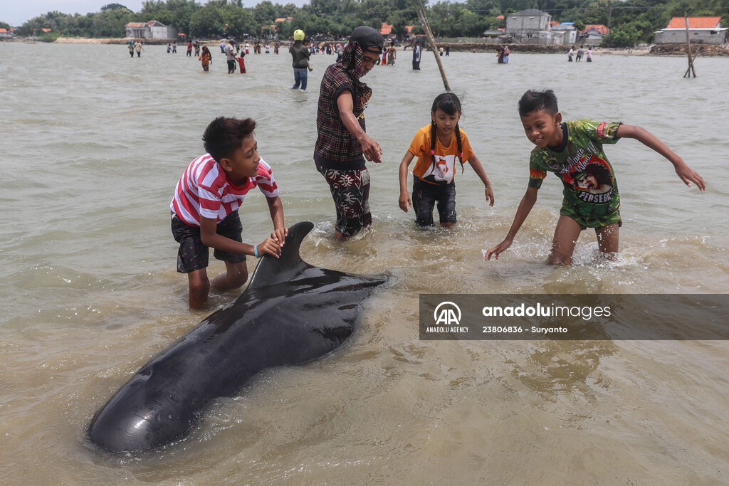 Pilot whales stranded on Indonesia's Madura island