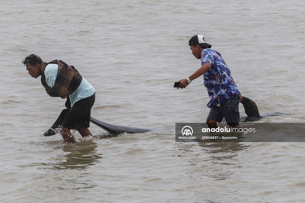 Pilot whales stranded on Indonesia's Madura island