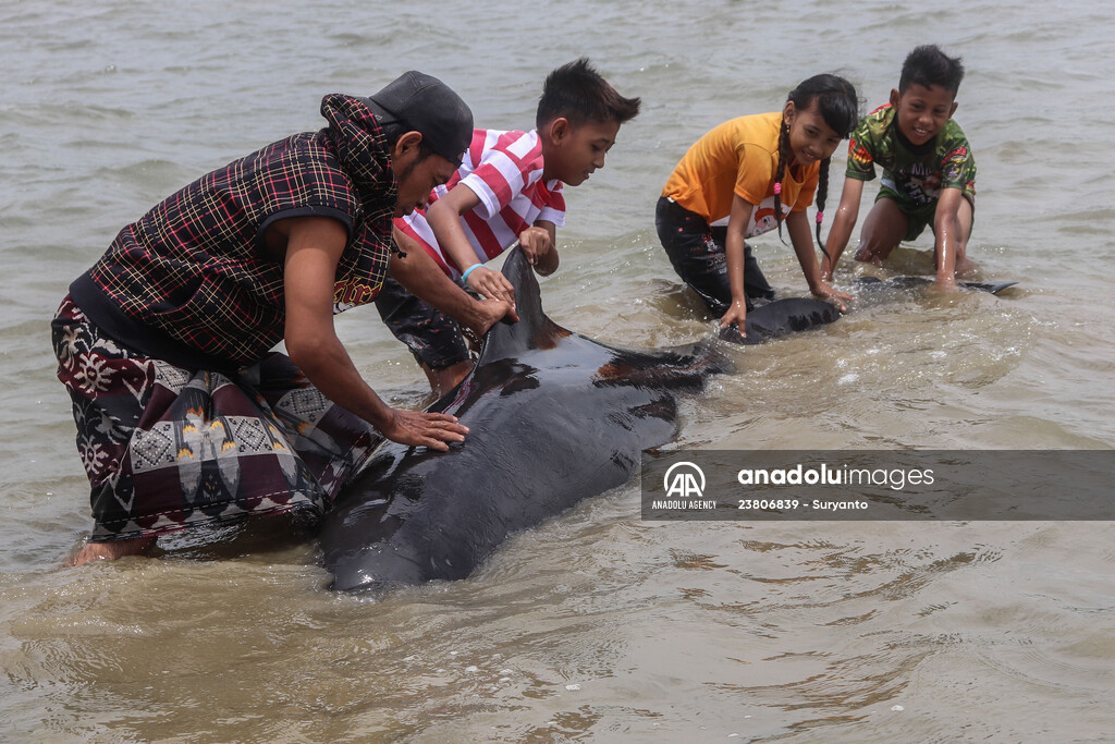 Pilot whales stranded on Indonesia's Madura island