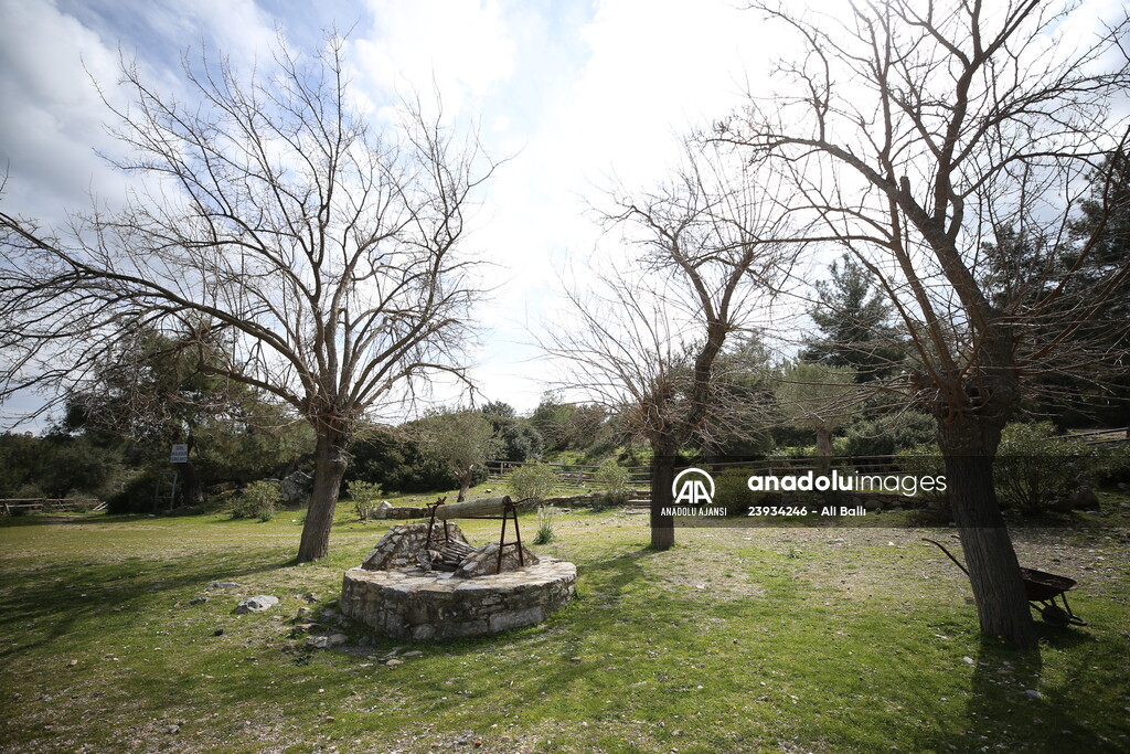 Bodrum'da Pedasa Antik Kenti'ndeki 170 dönümlük tarla satışa çıkarıldı