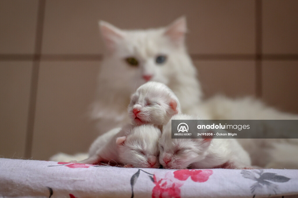 This year's first kittens of Van cats