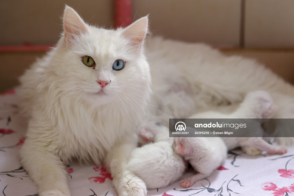 This year's first kittens of Van cats