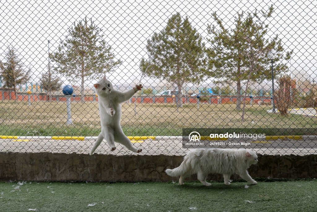 This year's first kittens of Van cats