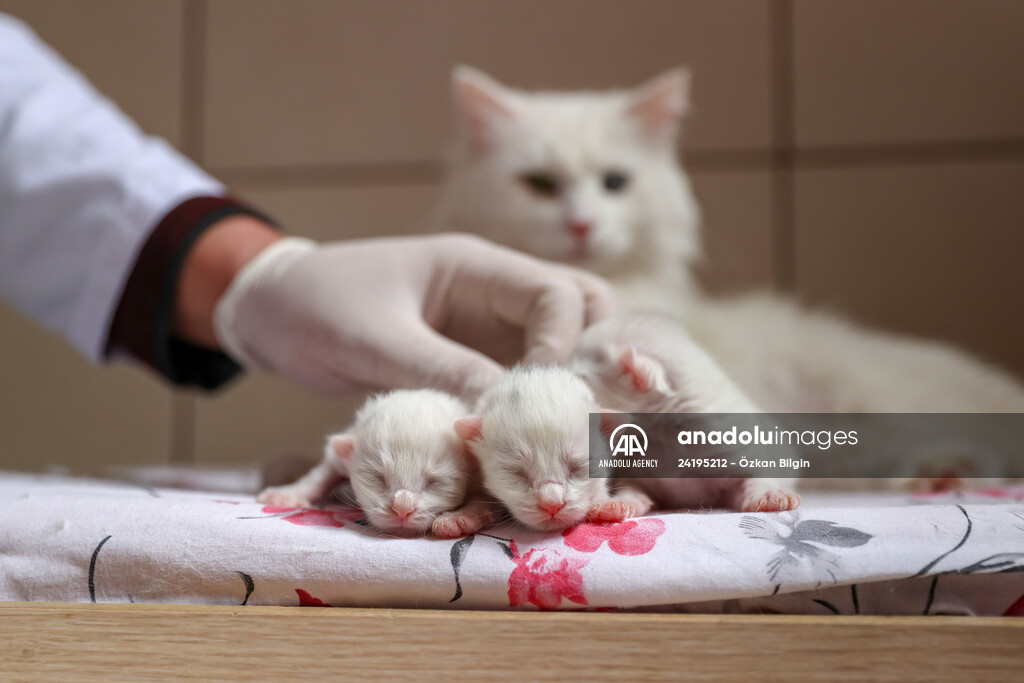 This year's first kittens of Van cats