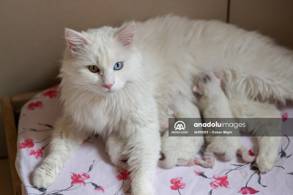 This year's first kittens of Van cats