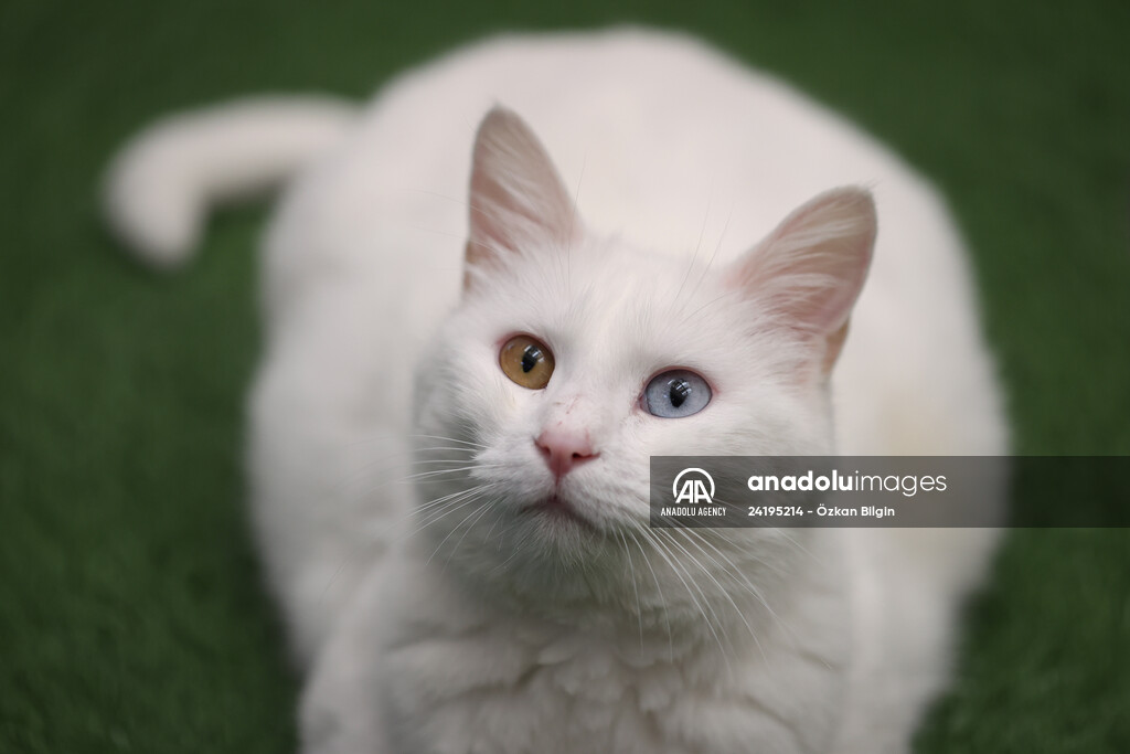 This year's first kittens of Van cats