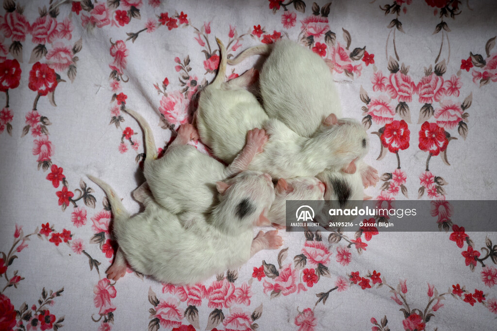 This year's first kittens of Van cats