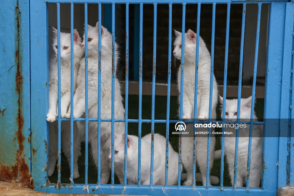 This year's first kittens of Van cats