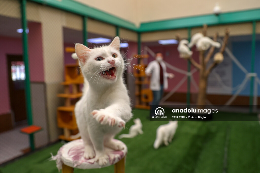 This year's first kittens of Van cats