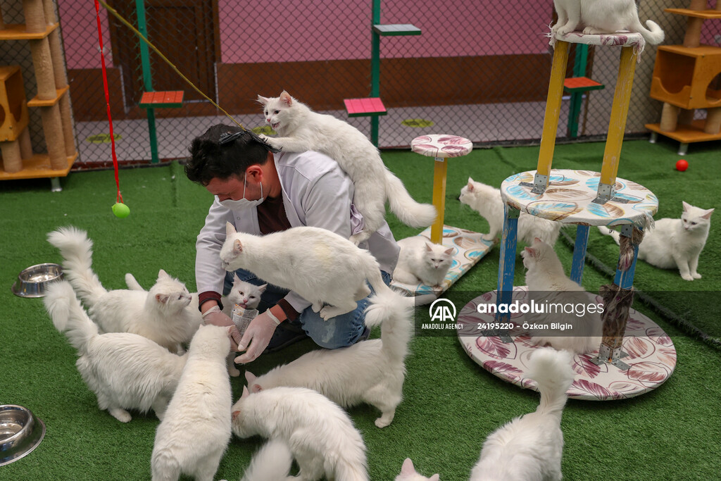 This year's first kittens of Van cats