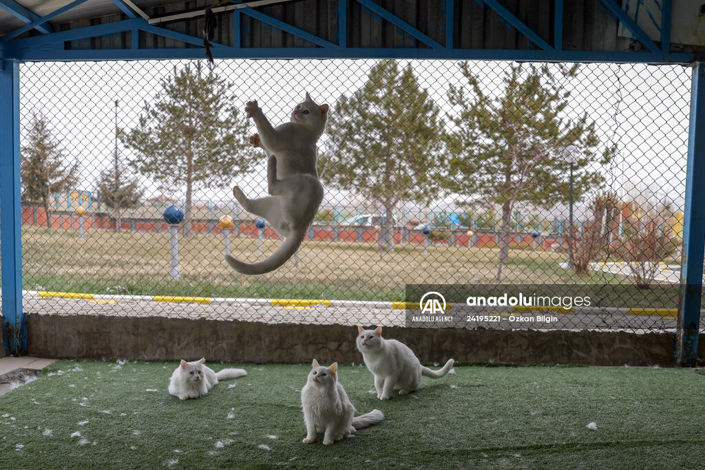 This year's first kittens of Van cats