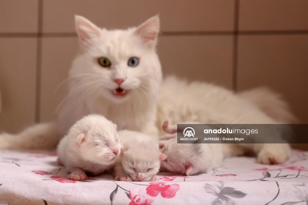 This year's first kittens of Van cats