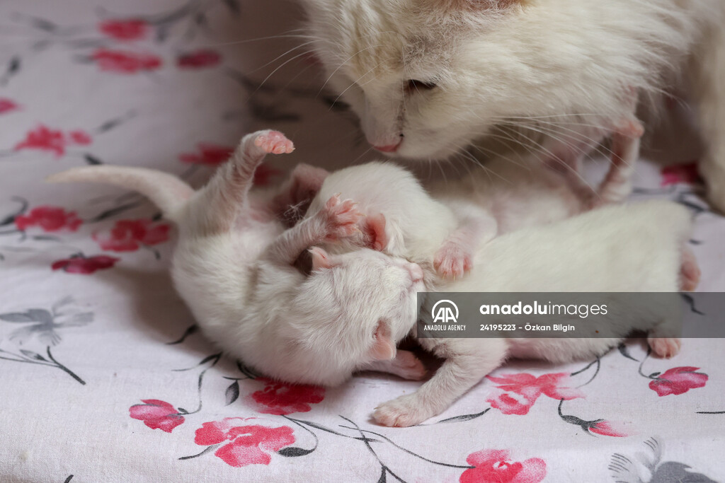 This year's first kittens of Van cats