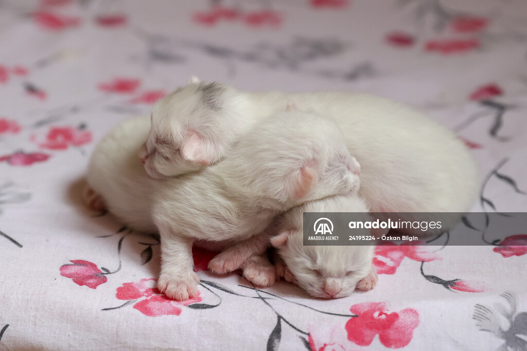 This year's first kittens of Van cats