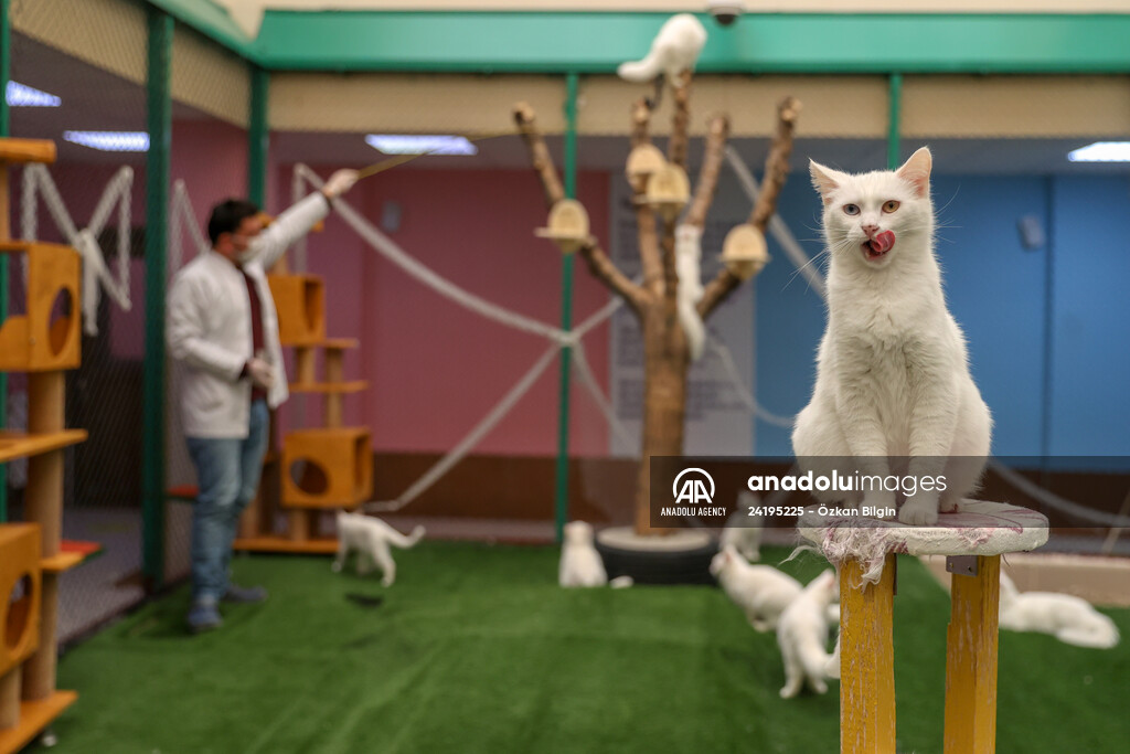 This year's first kittens of Van cats