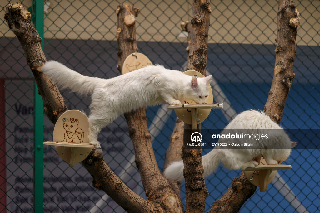 This year's first kittens of Van cats