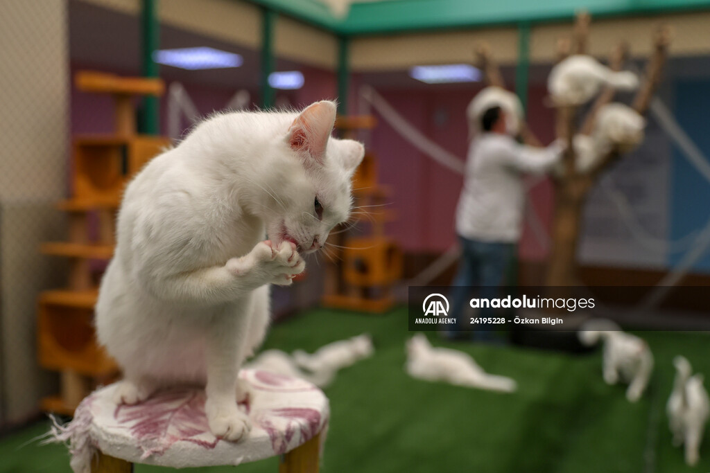 This year's first kittens of Van cats