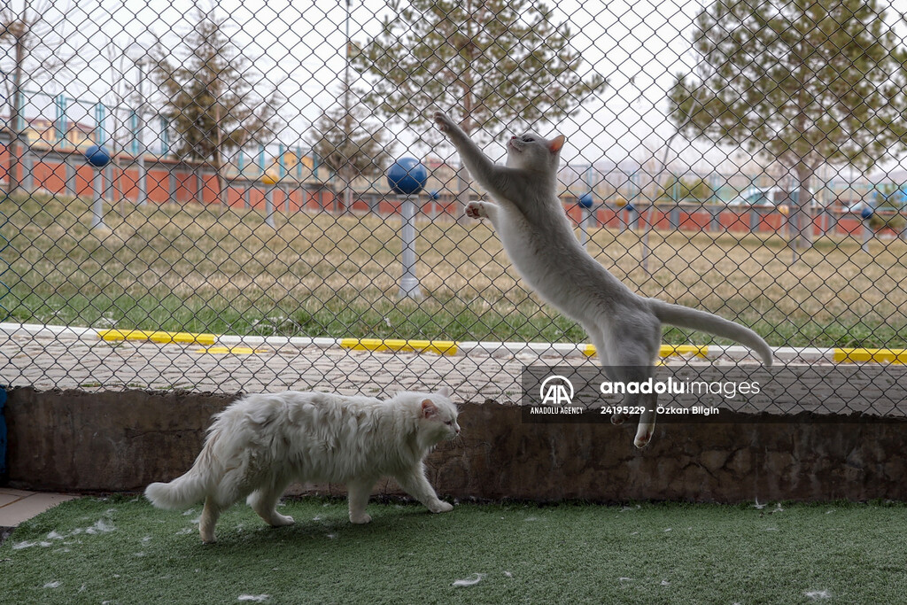 This year's first kittens of Van cats