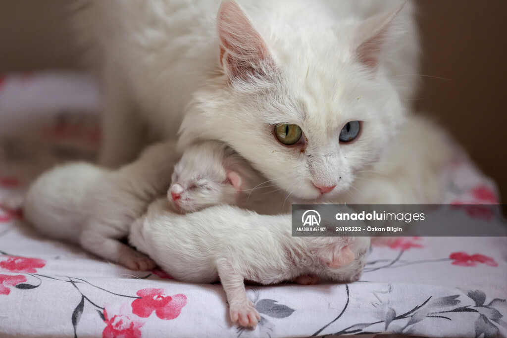 This year's first kittens of Van cats