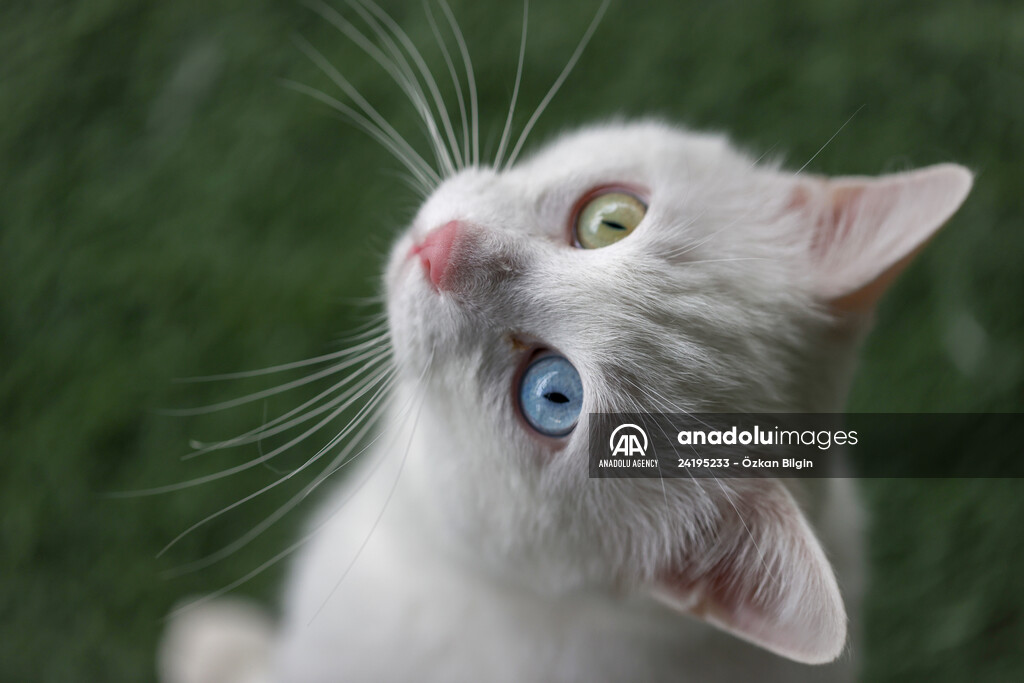 This year's first kittens of Van cats