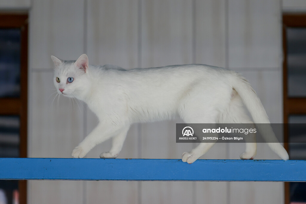 This year's first kittens of Van cats