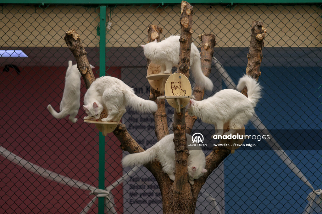 This year's first kittens of Van cats