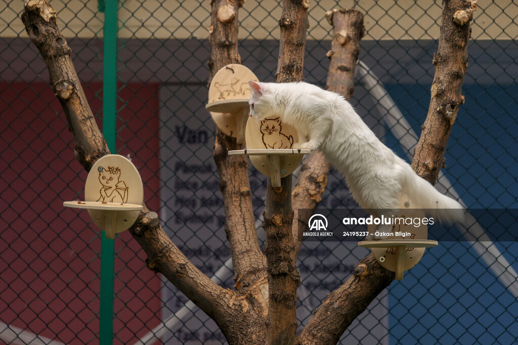 This year's first kittens of Van cats