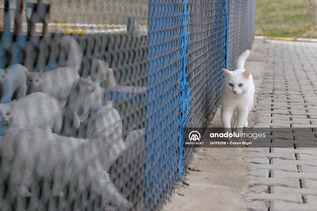 This year's first kittens of Van cats