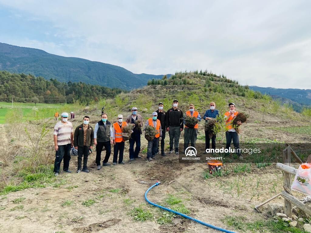 Bolu'da 100 dönümlük arazi lavanta bahçesi olacak