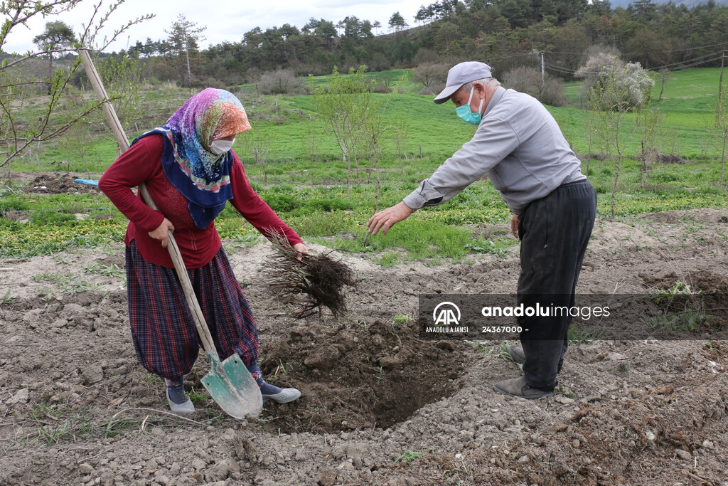 Bolu'da 100 dönümlük arazi lavanta bahçesi olacak