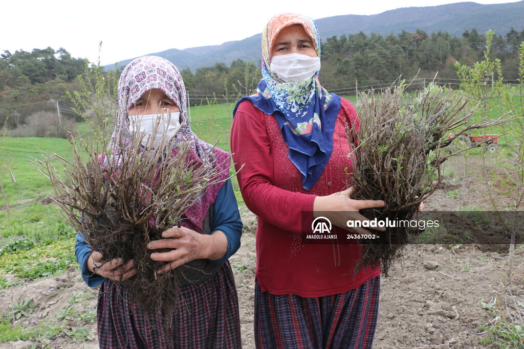 Bolu'da 100 dönümlük arazi lavanta bahçesi olacak