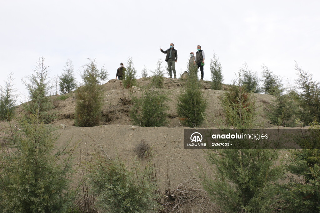 Bolu'da 100 dönümlük arazi lavanta bahçesi olacak