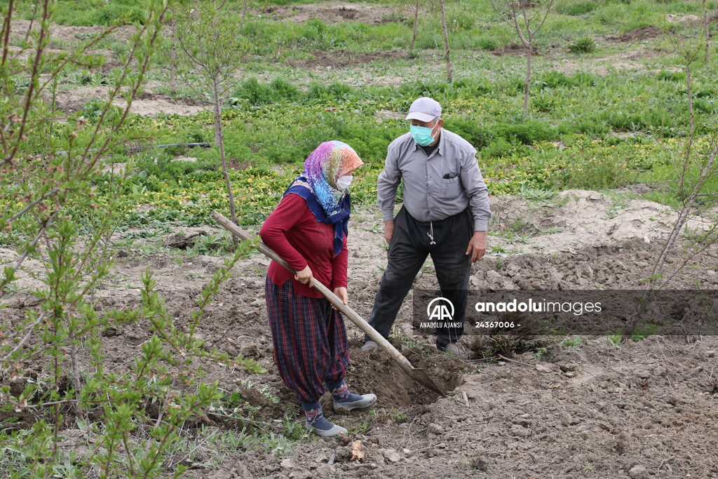 Bolu'da 100 dönümlük arazi lavanta bahçesi olacak