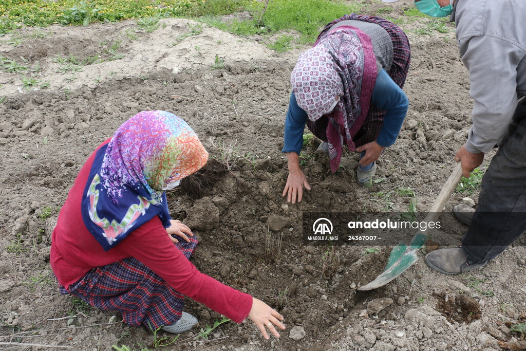 Bolu'da 100 dönümlük arazi lavanta bahçesi olacak