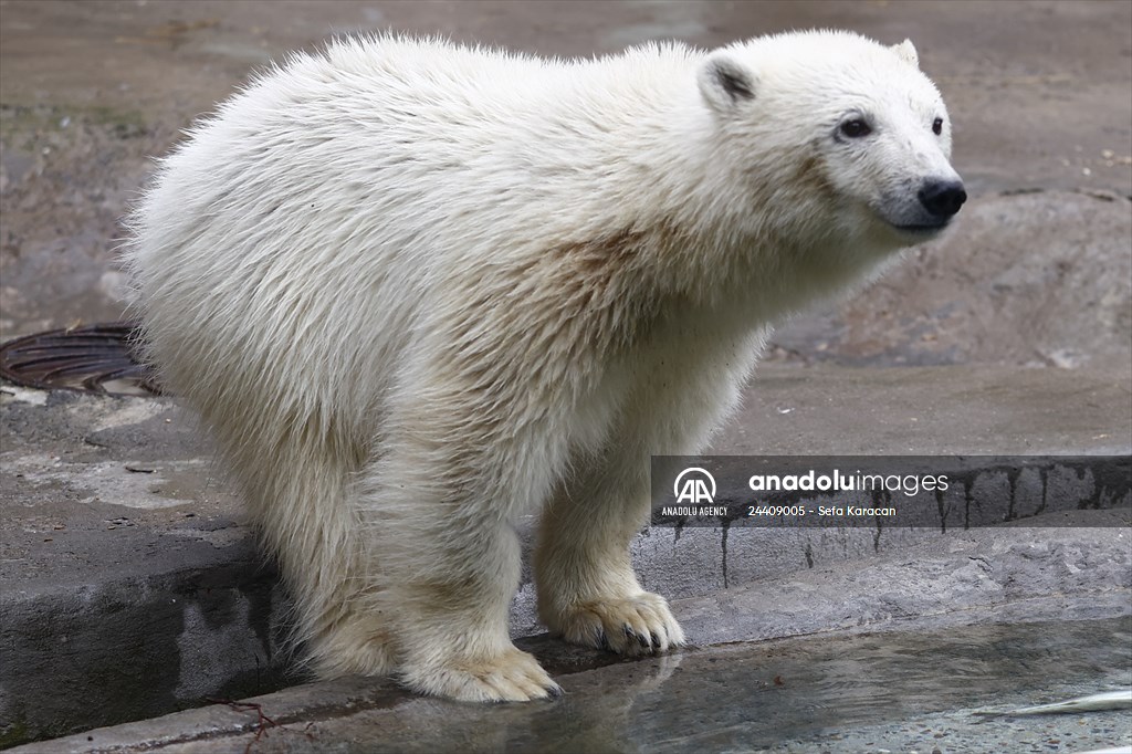 Polar bear rescued from Bolshevik Island in Moscow