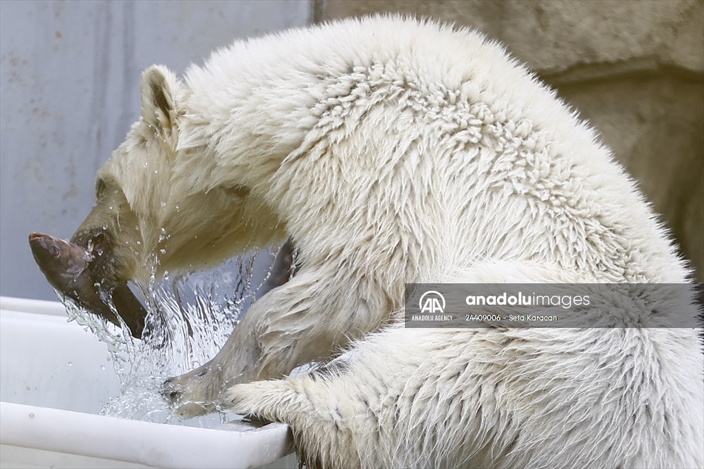 Polar bear rescued from Bolshevik Island in Moscow