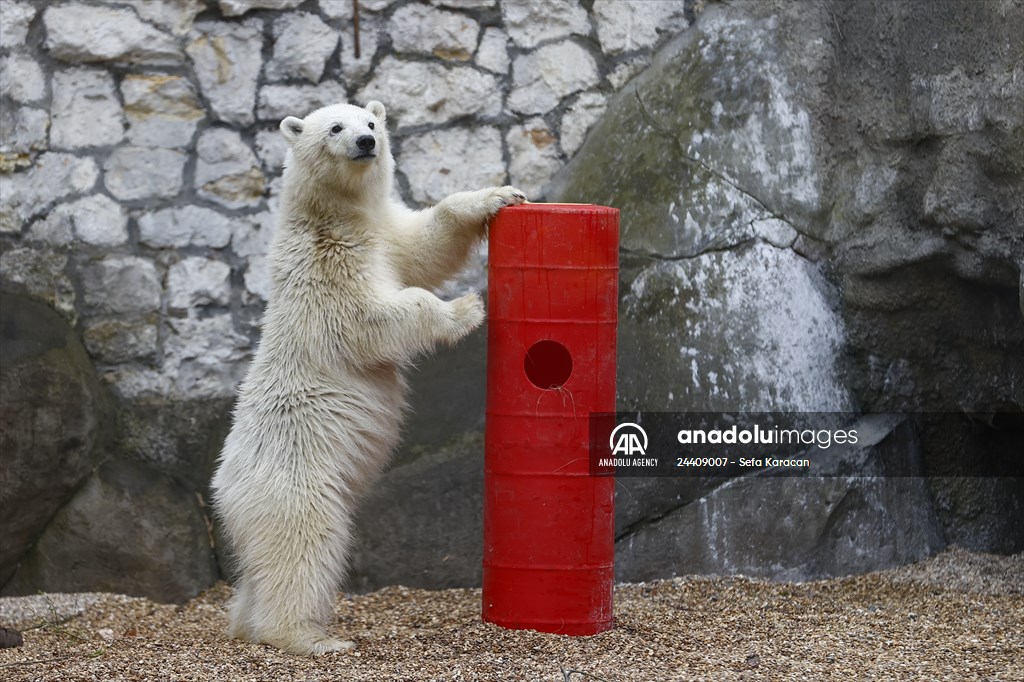Polar bear rescued from Bolshevik Island in Moscow
