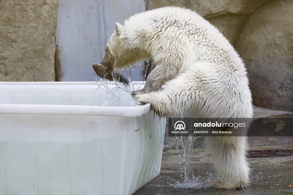 Polar bear rescued from Bolshevik Island in Moscow